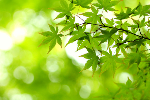 �945623 �������(a): ����������:2048x1365